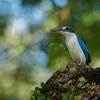 Lednacek promenlivy - Todiramphus chloris - Collared Kingfisher o1574